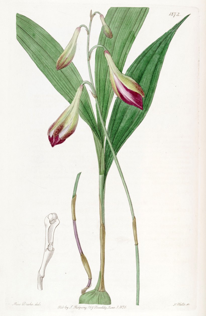 Bletia purpurata (als syn. Crybe rosea) door Miss Drake