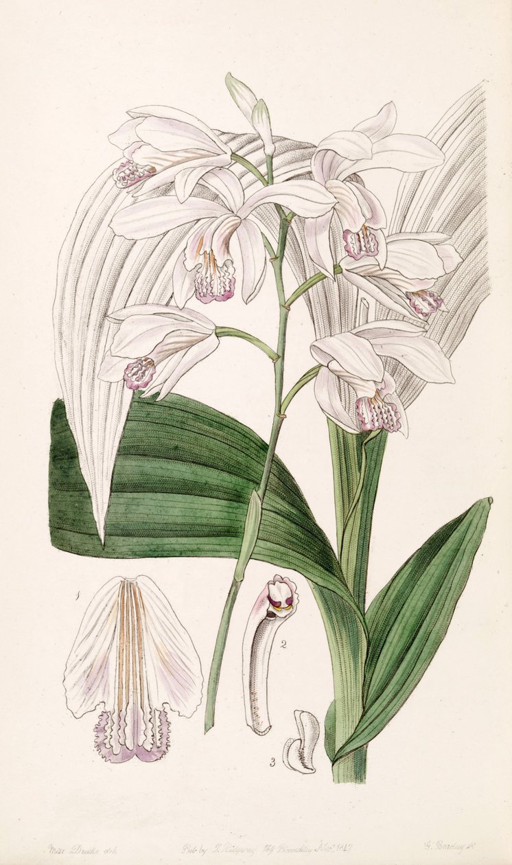 Bletilla striata (als syn. Bletia gebina) door Miss Drake