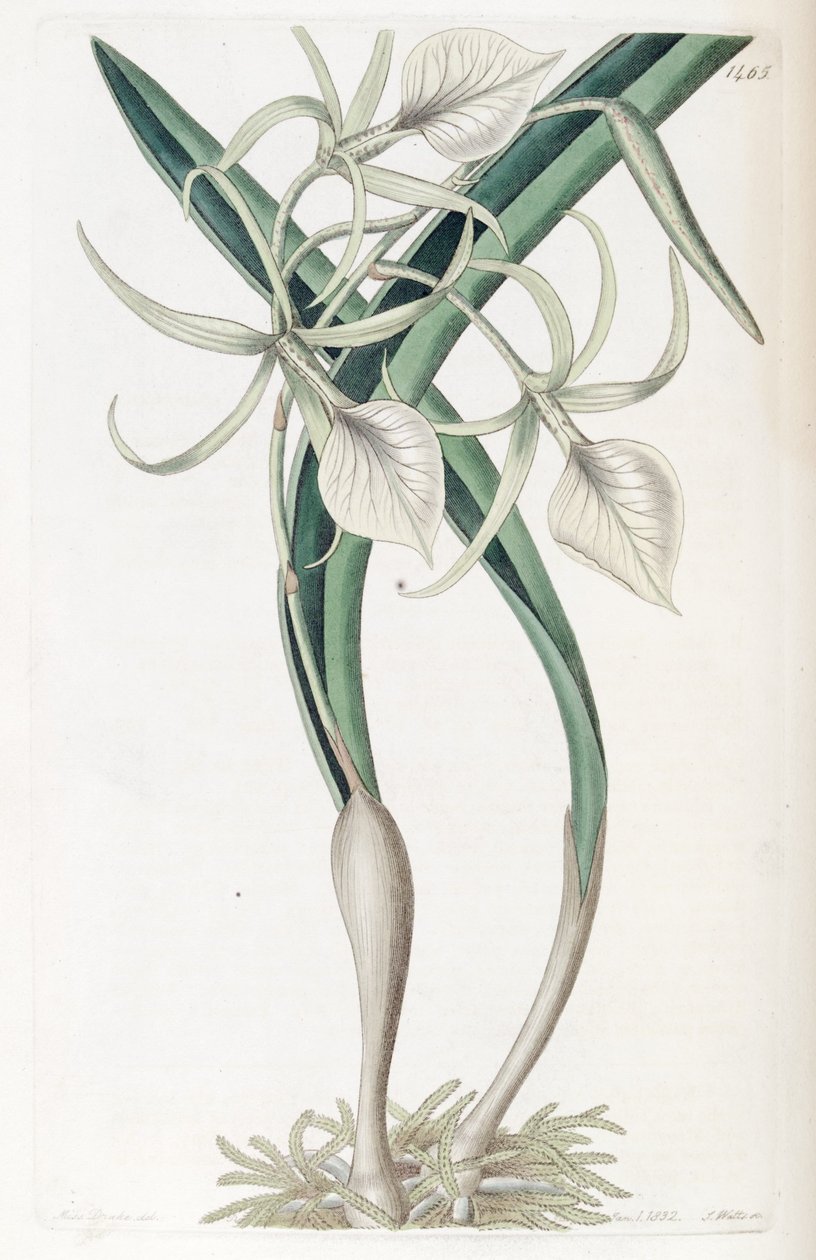 Brassavola nodosa door Miss Drake
