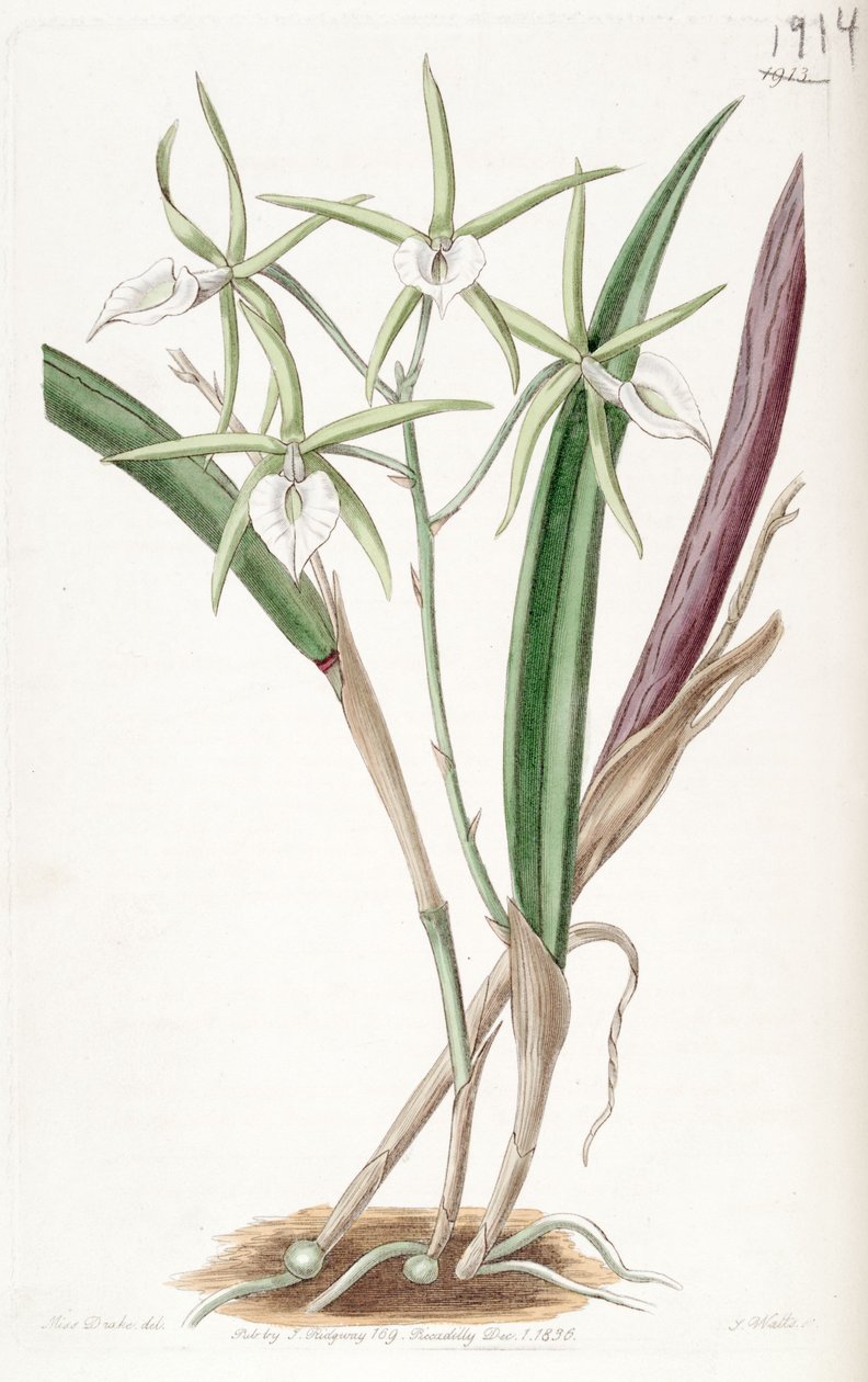 Brassavola subulifolia door Miss Drake