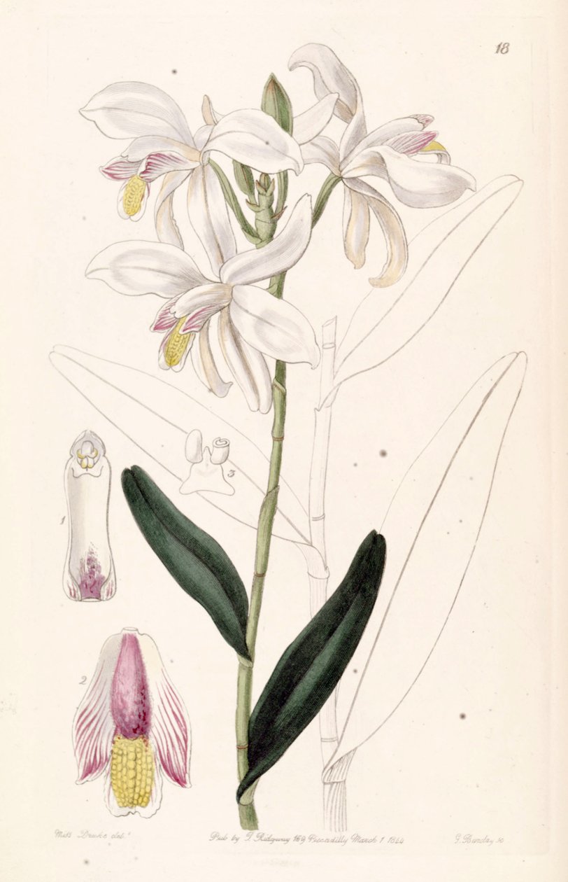 Bromheadia finlaysoniana (als syn. Bromheadia palustris) door Miss Drake