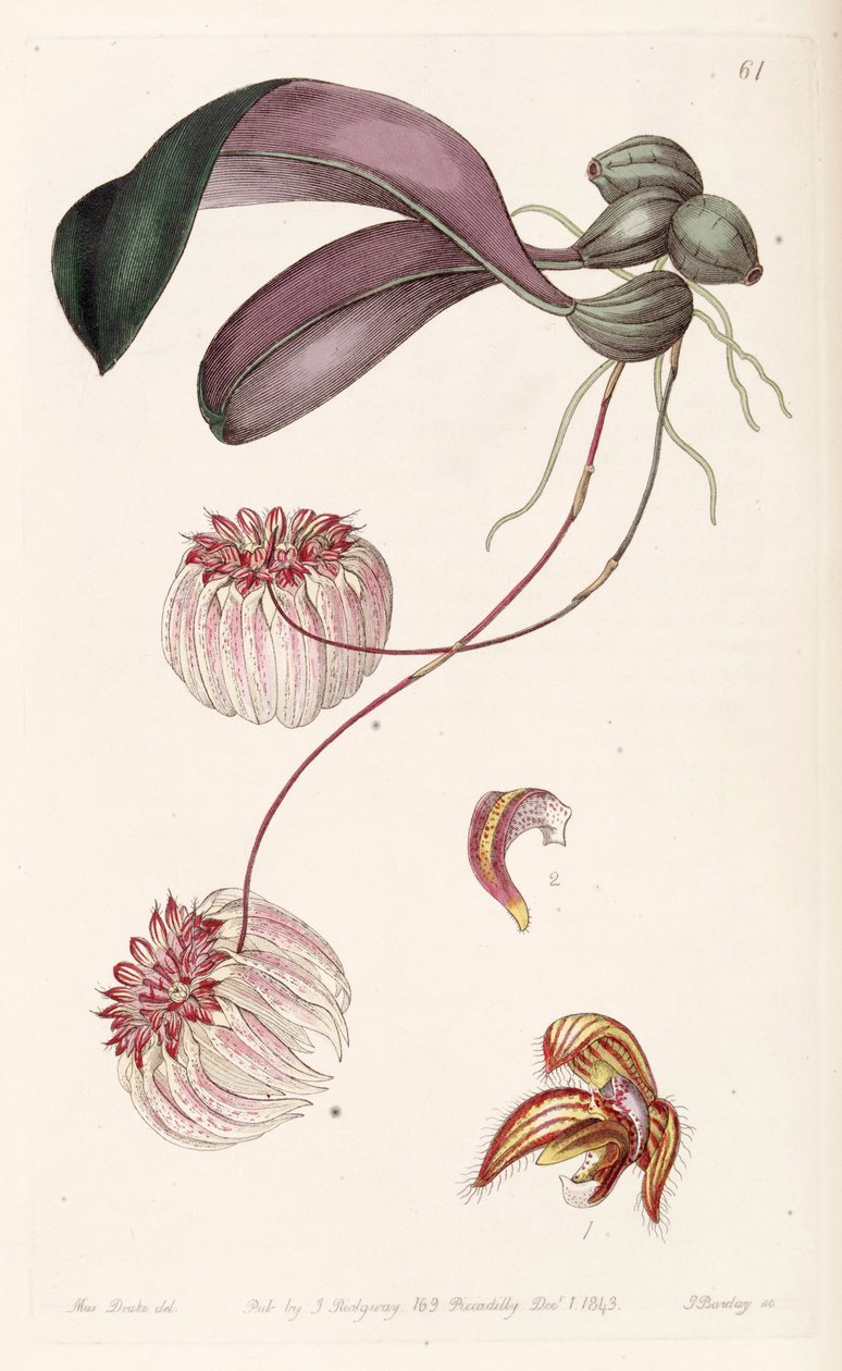 Bulbophyllum auratum (als syn. Cirrhopetalum auratum) door Miss Drake