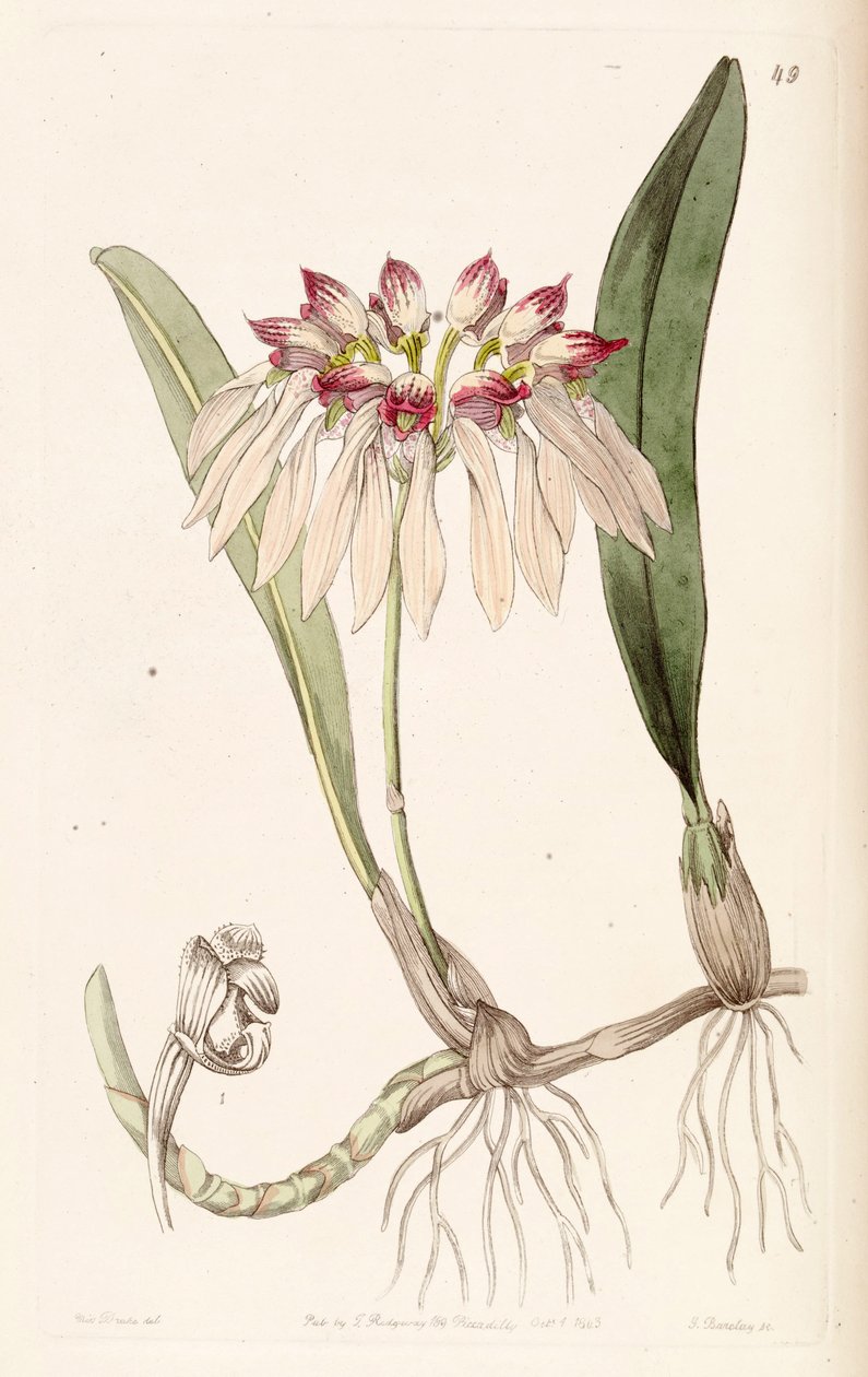 Bulbophyllum chinense door Miss Drake