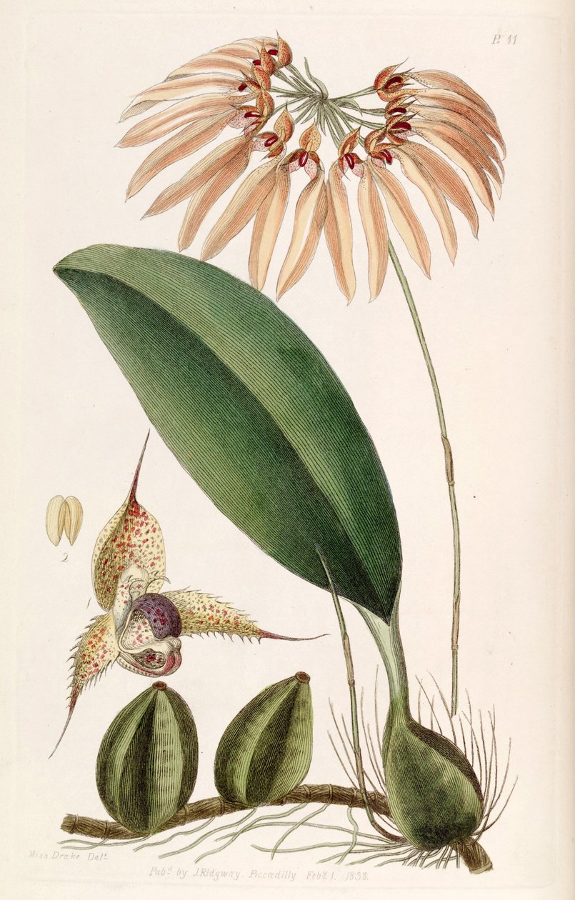 Bulbophyllum eberhardtii of Bulbophyllum longiflorum (als syn. Cirrhopetalum thouarsii) door Miss Drake