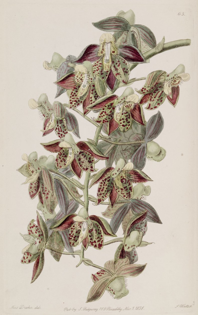 Catasetum atratum door Miss Drake
