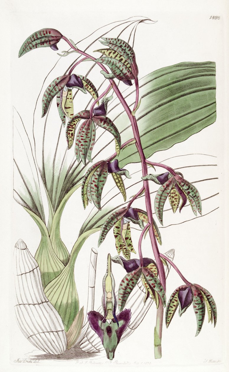 Catasetum deltoideum door Miss Drake