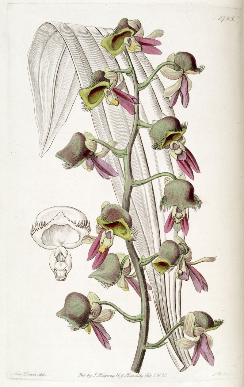 Catasetum discolor (als syn. Monachanthus discolor) door Miss Drake