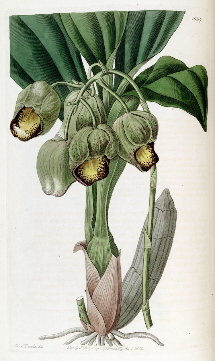 Catasetum luridum door Miss Drake
