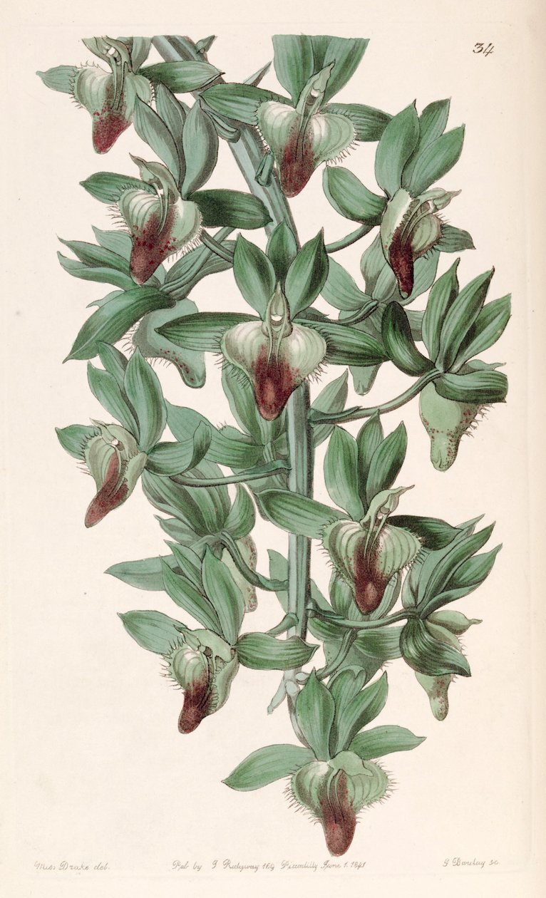 Catasetum socco door Miss Drake