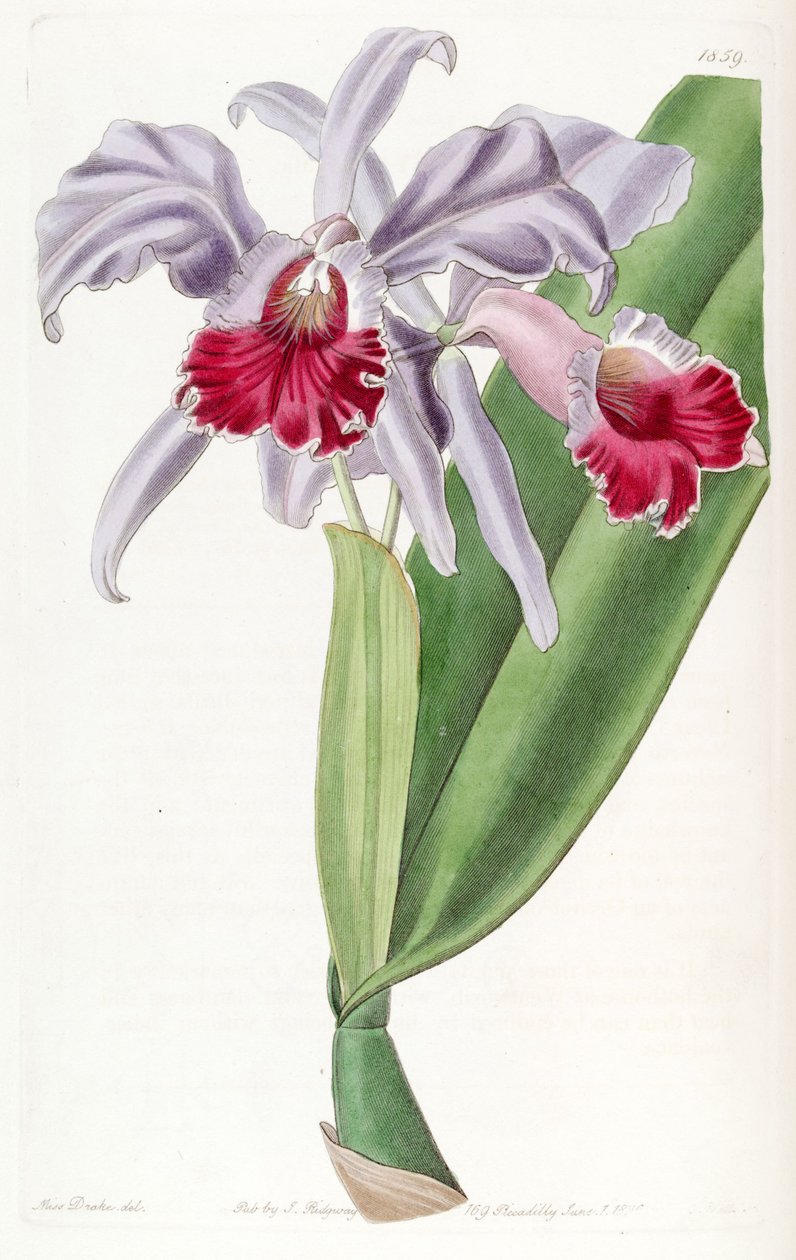 Cattleya labiata door Miss Drake