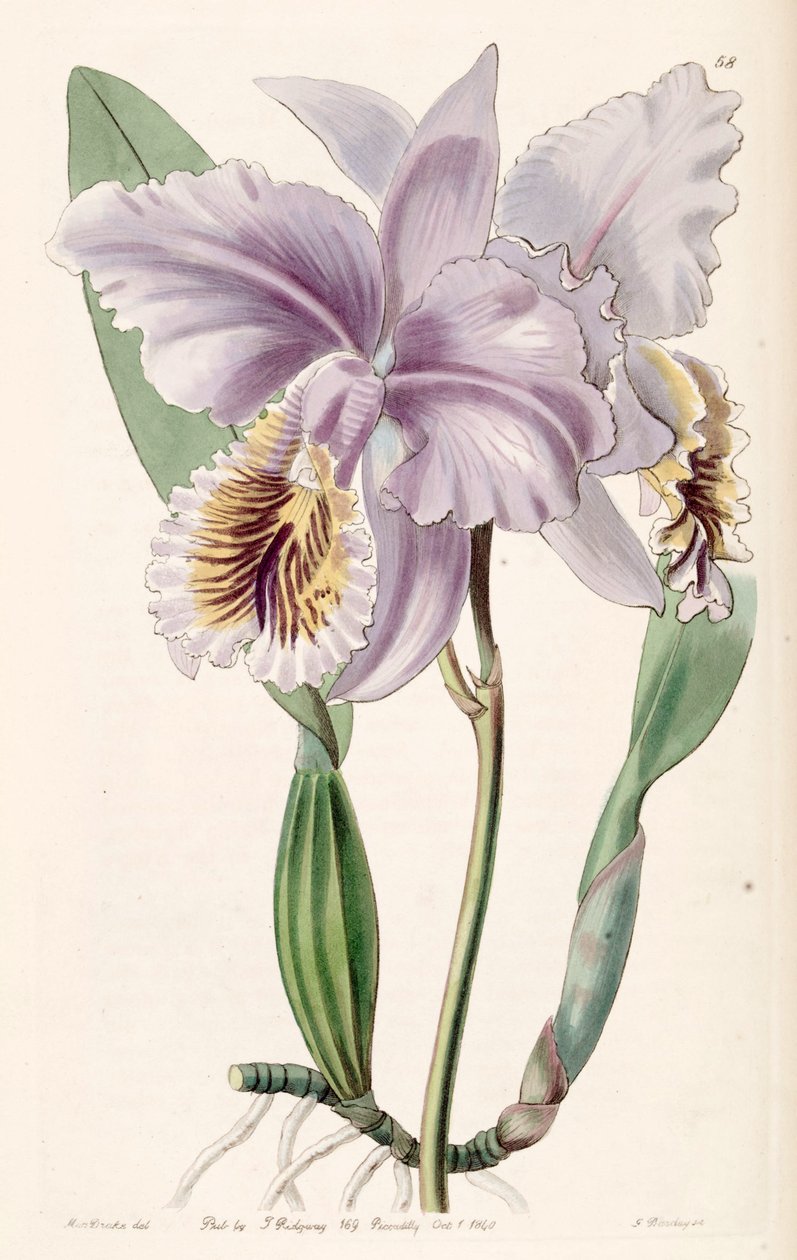 Cattleya mossiae (als syn. Cattleya labiata var. mossiae) door Miss Drake