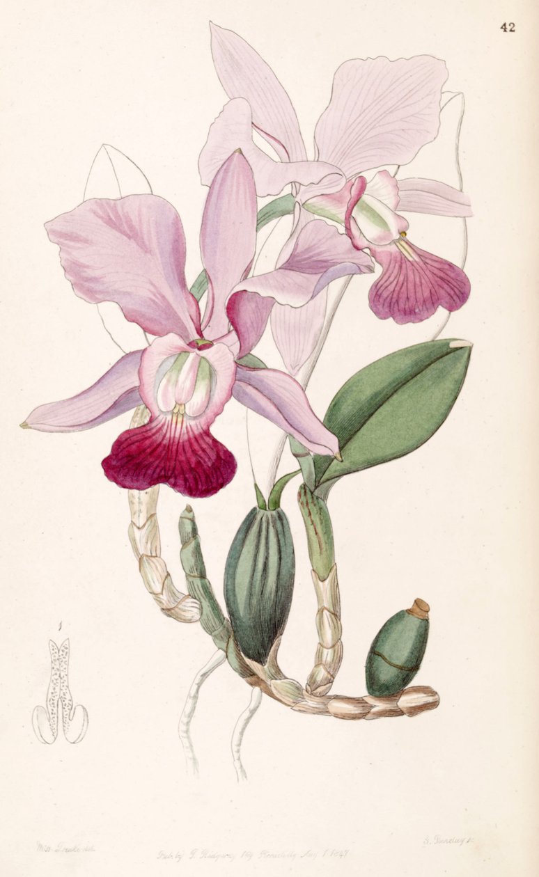 Cattleya walkeriana (als syn. Cattleya bulbosa) door Miss Drake
