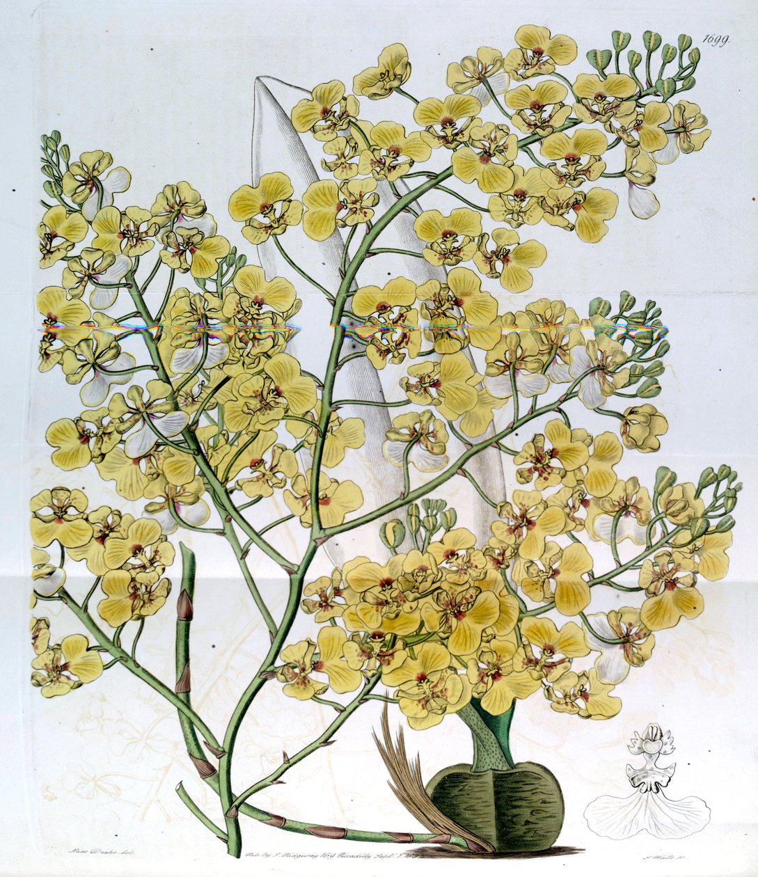 Chelyorchis ampliata (als syn. Oncidium ampliatum) door Miss Drake