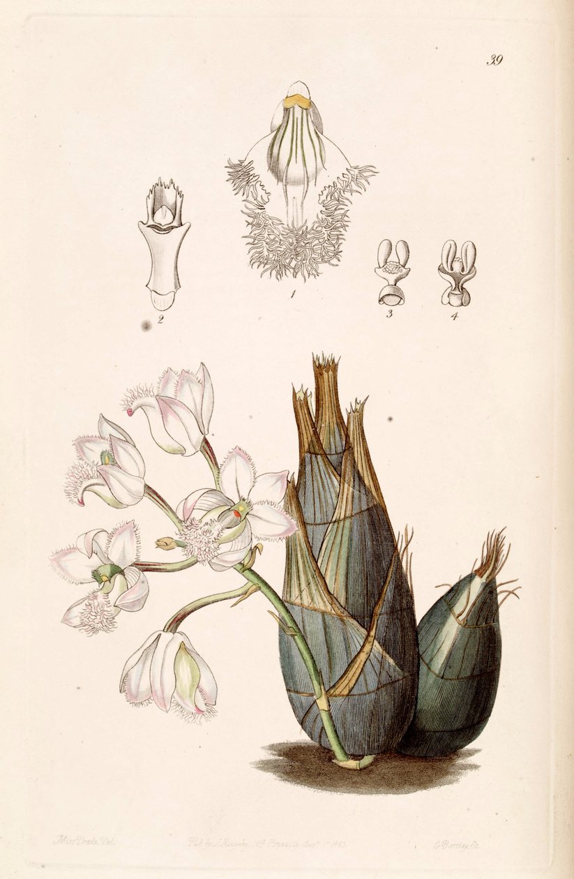 Clowesia rosea door Miss Drake