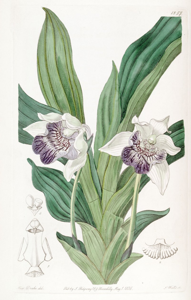 Cochleanthes flabelliformis (als syn. Zygopetalum cochleare) door Miss Drake