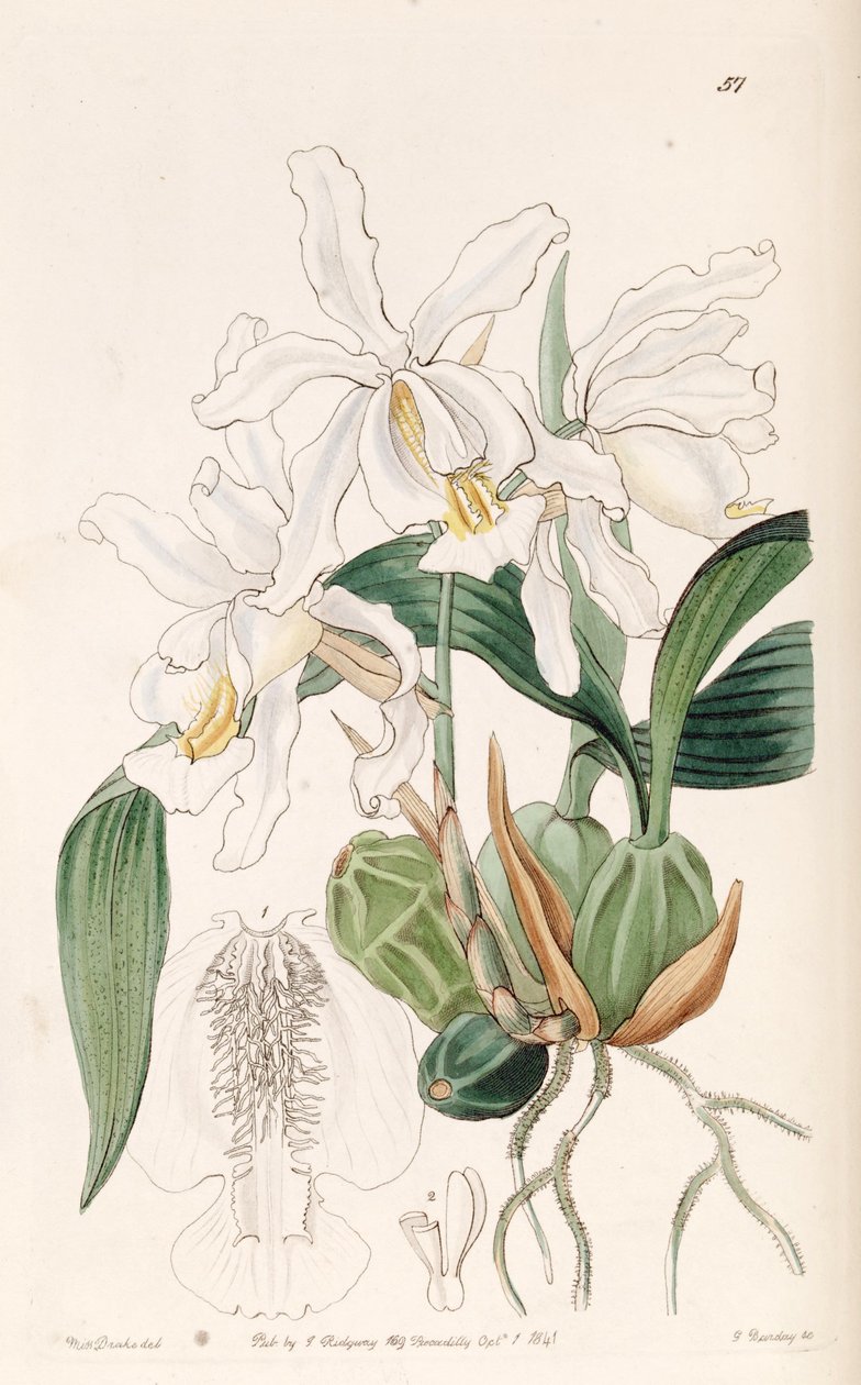 Coelogyne cristata door Miss Drake