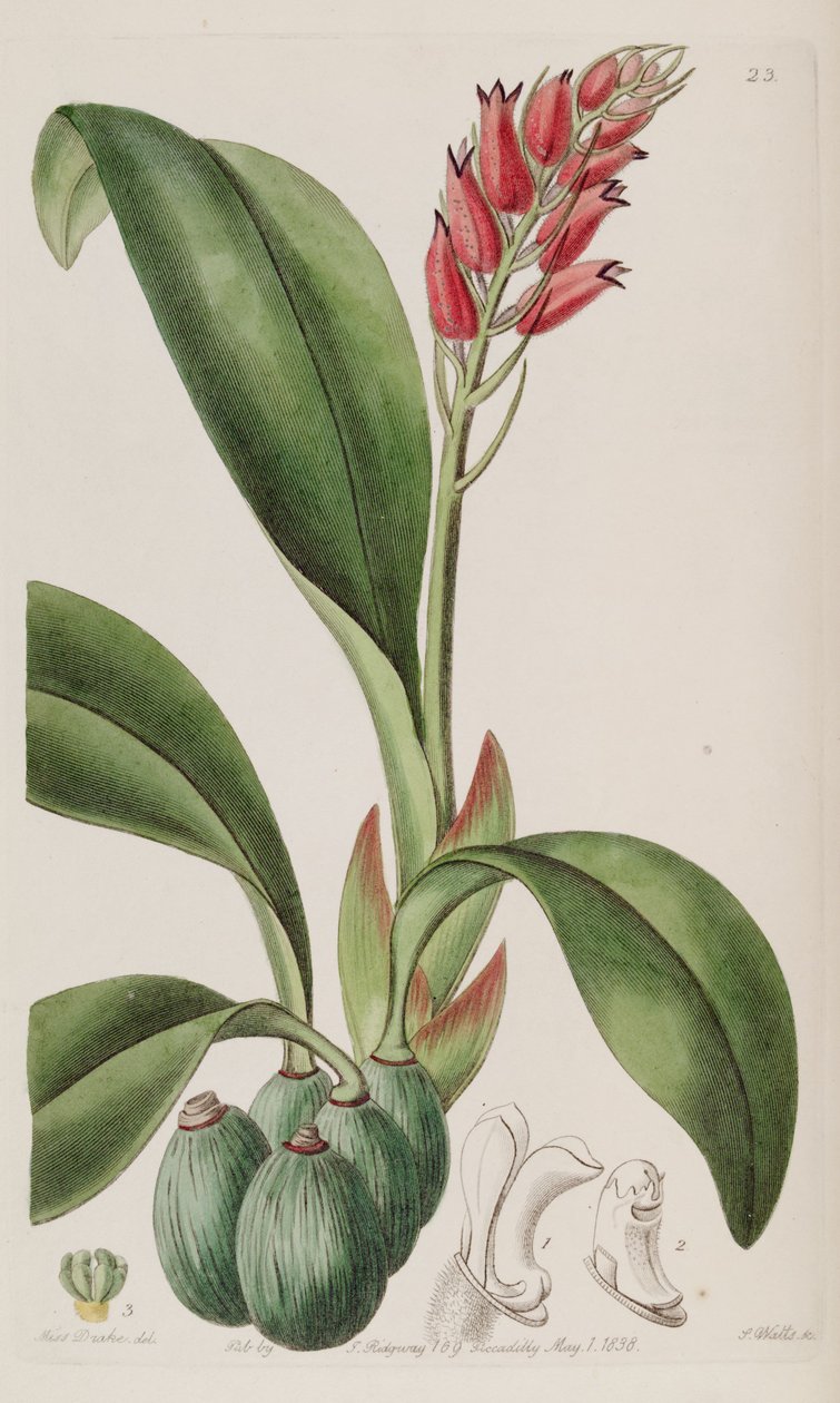 Cryptochilus sanguineus door Miss Drake