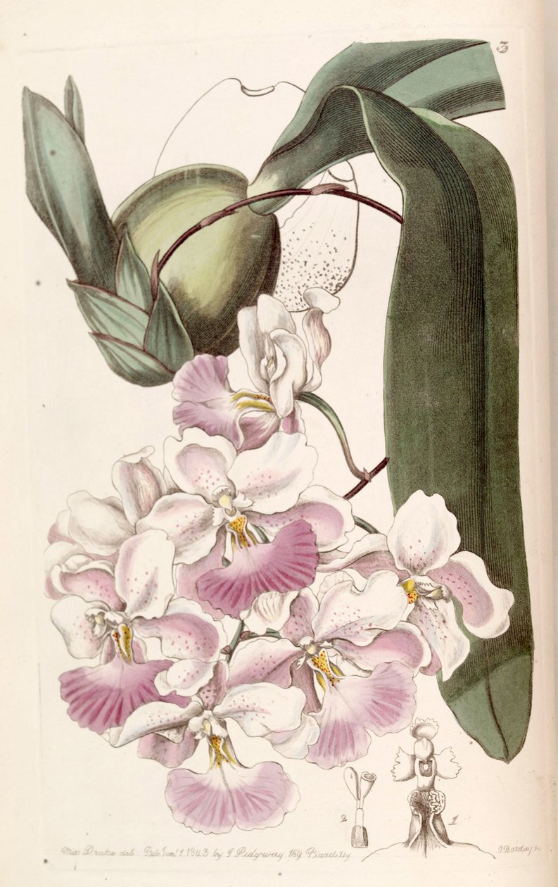 Cuitlauzina pendula door Miss Drake
