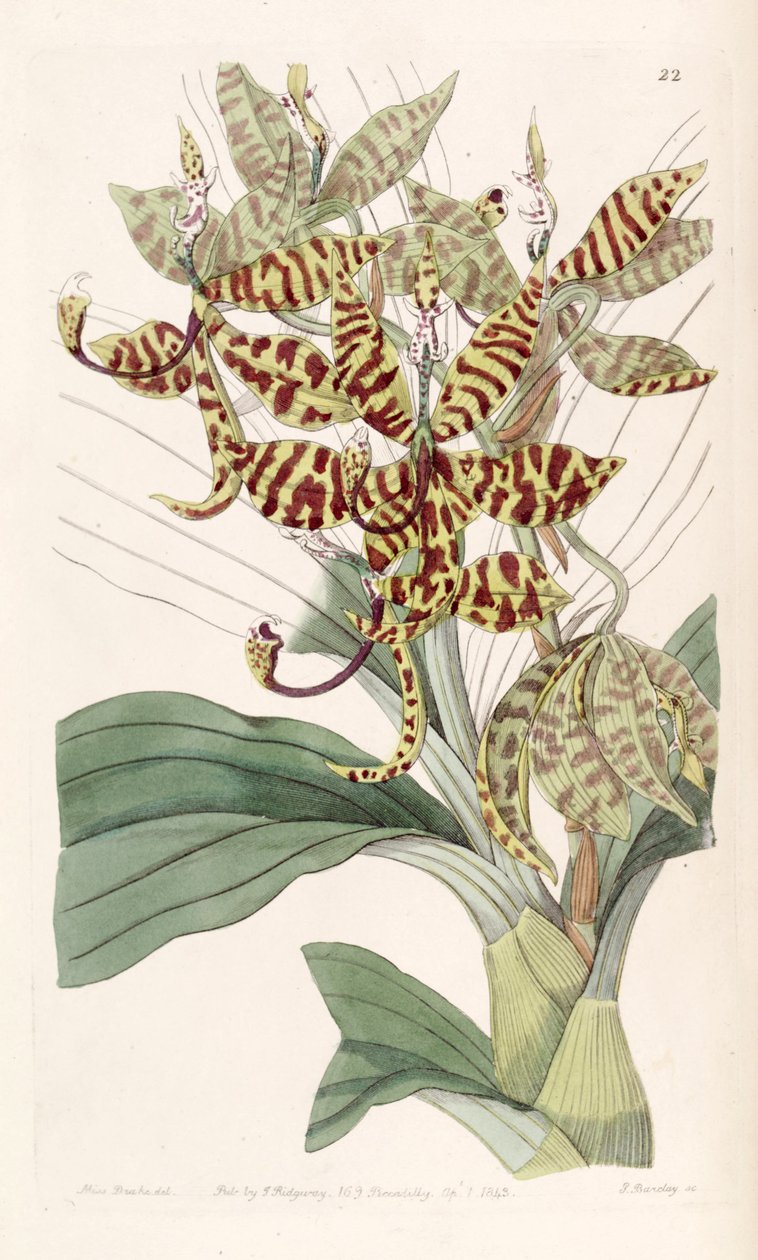 Cycnoches pentadactylon door Miss Drake