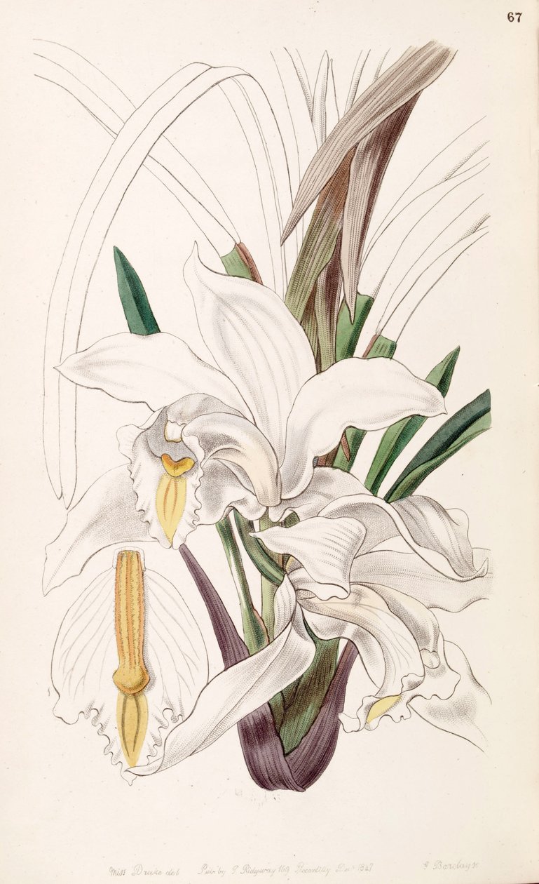 Cymbidium eburneum door Miss Drake