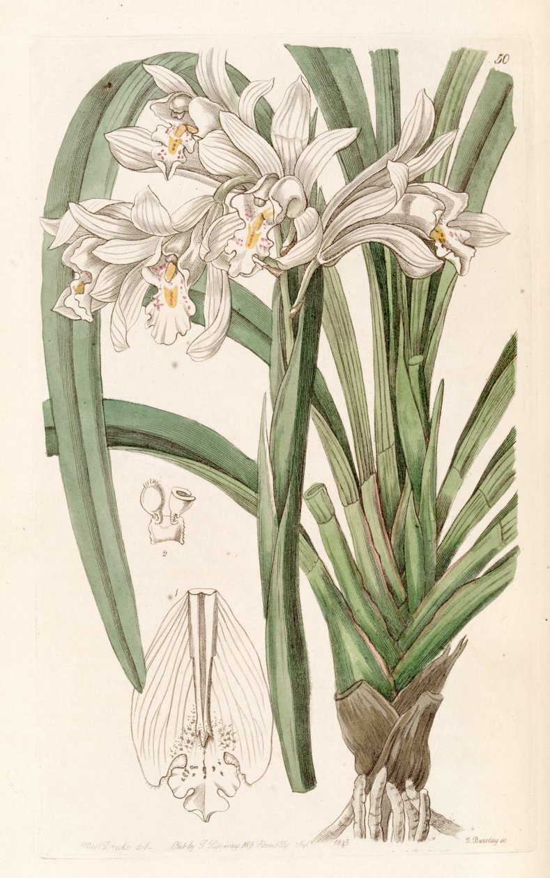 Cymbidium mastersii door Miss Drake