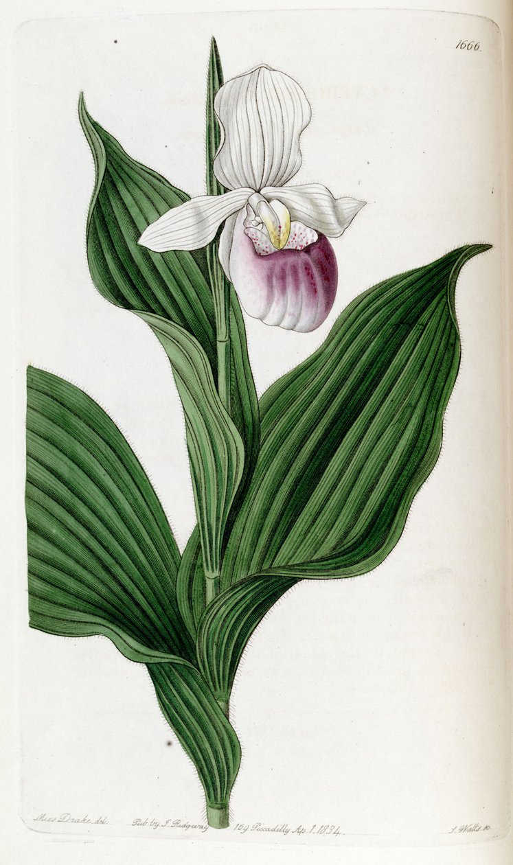 Cypripedium reginae (als syn. Cypripedium spectabile) door Miss Drake