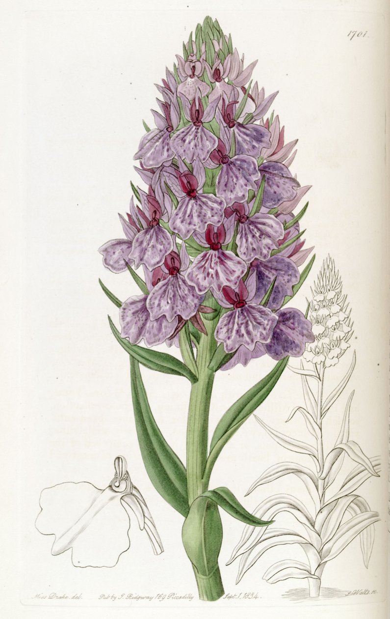 Dactylorhiza foliosa (als syn. Orchis foliosa) door Miss Drake