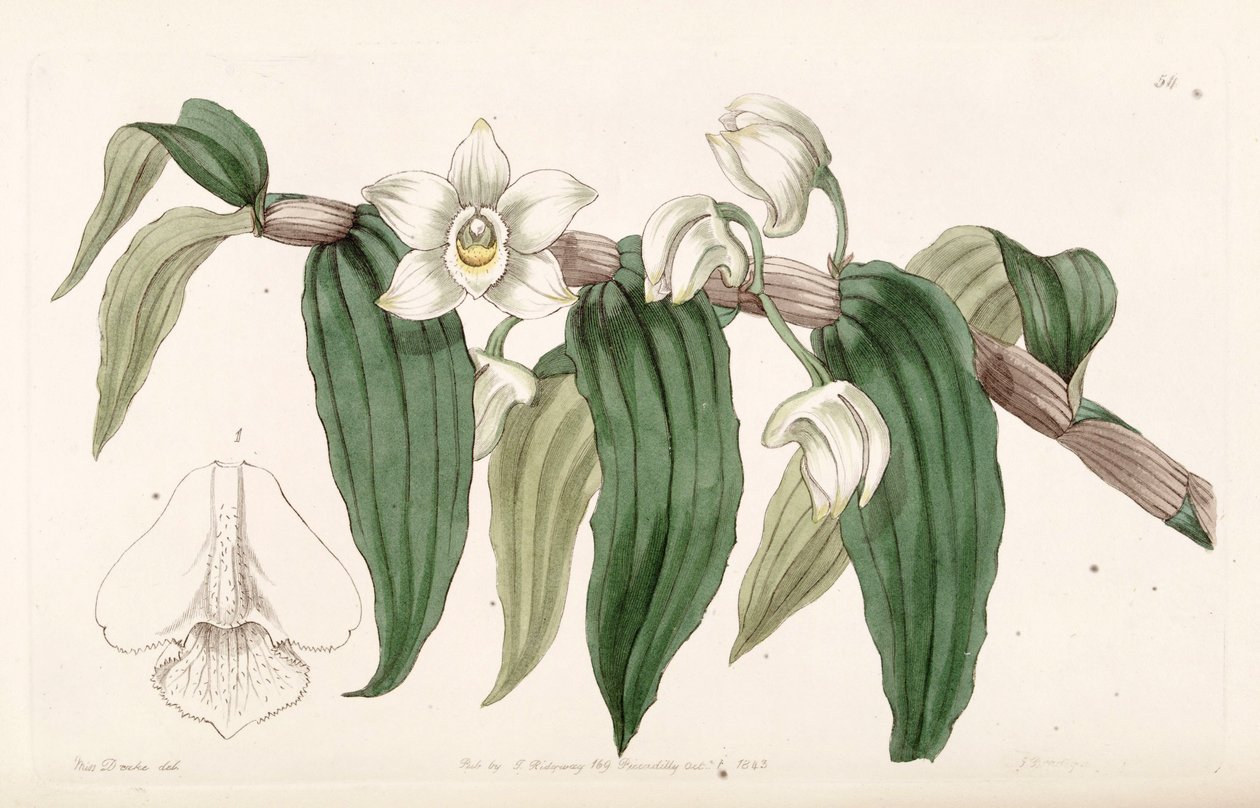 Dendrobium aqueum door Miss Drake