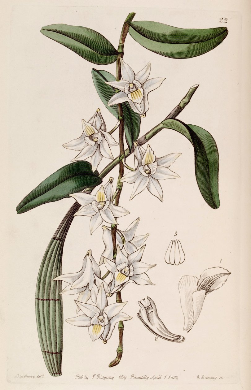 Dendrobium crumenatum door Miss Drake