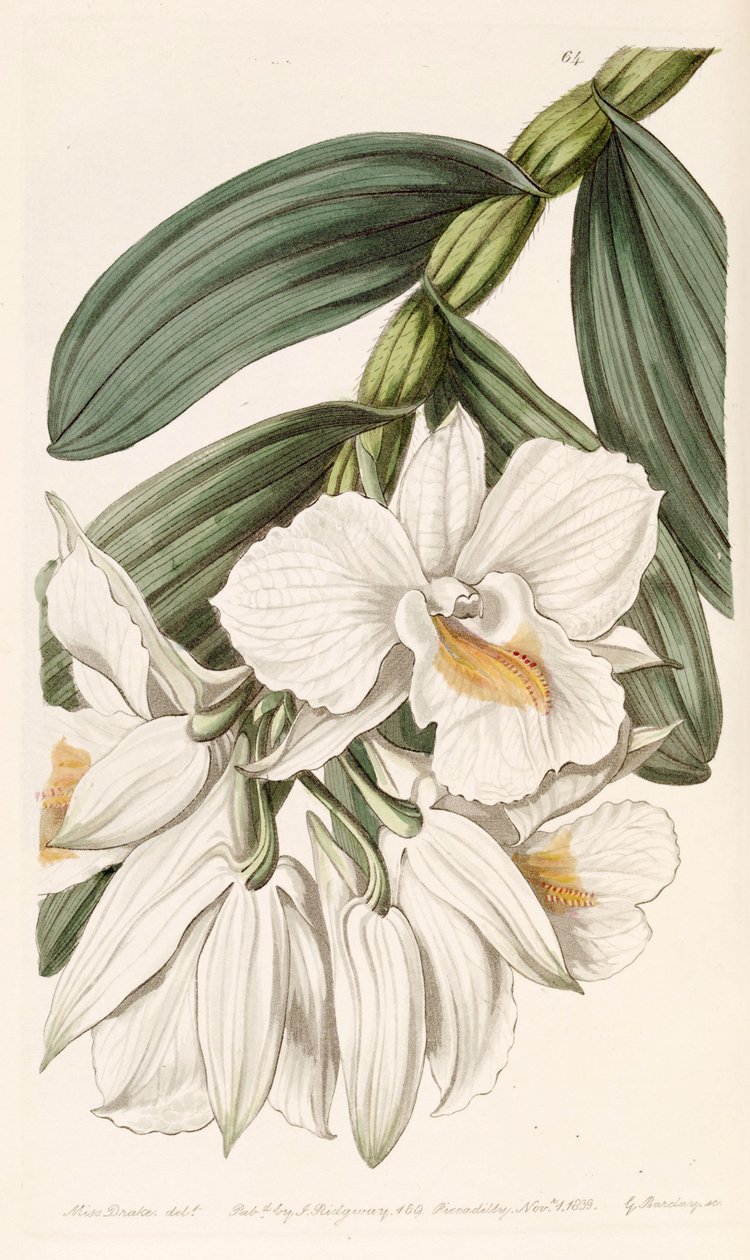 Dendrobium formosum door Miss Drake