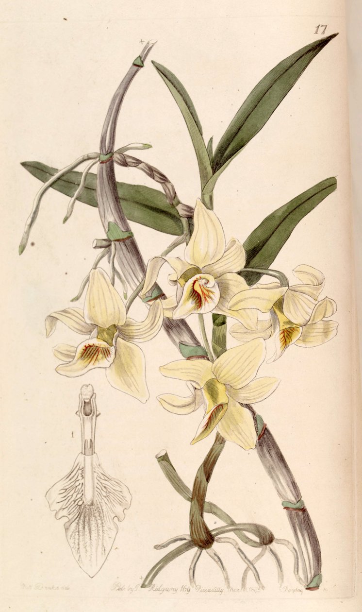 Dendrobium heterocarpum door Miss Drake