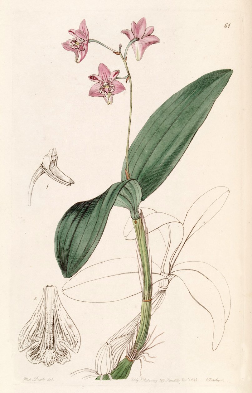Dendrobium kingianum door Miss Drake