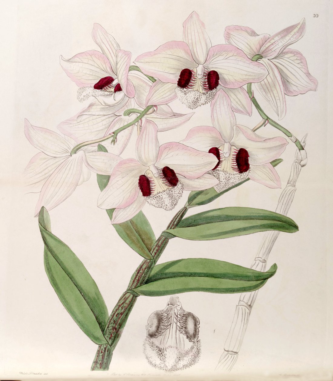 Dendrobium pulchellum door Miss Drake