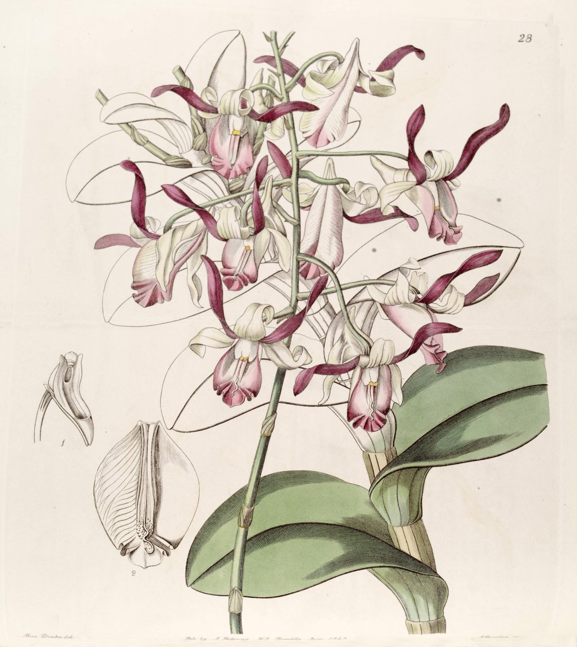 Dendrobium taurinum door Miss Drake