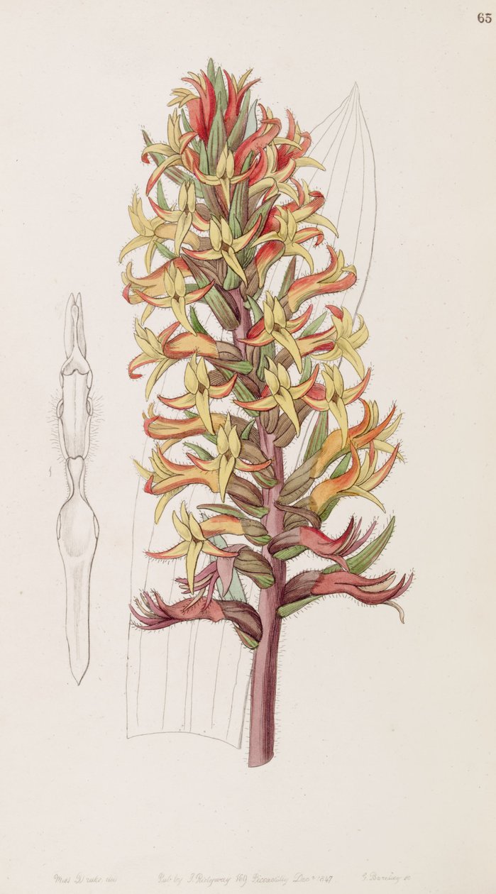 Dichromanthus cinnabarinus door Miss Drake