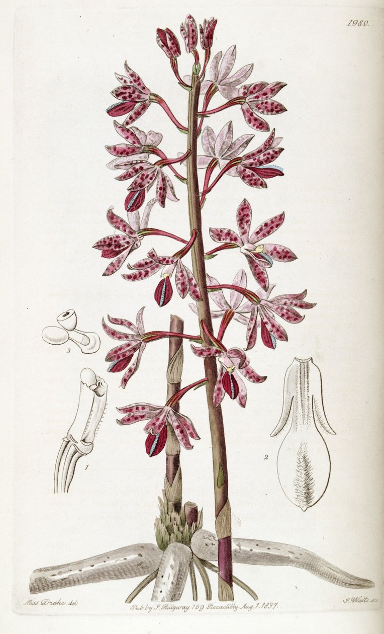 Dipodium punctatum door Miss Drake
