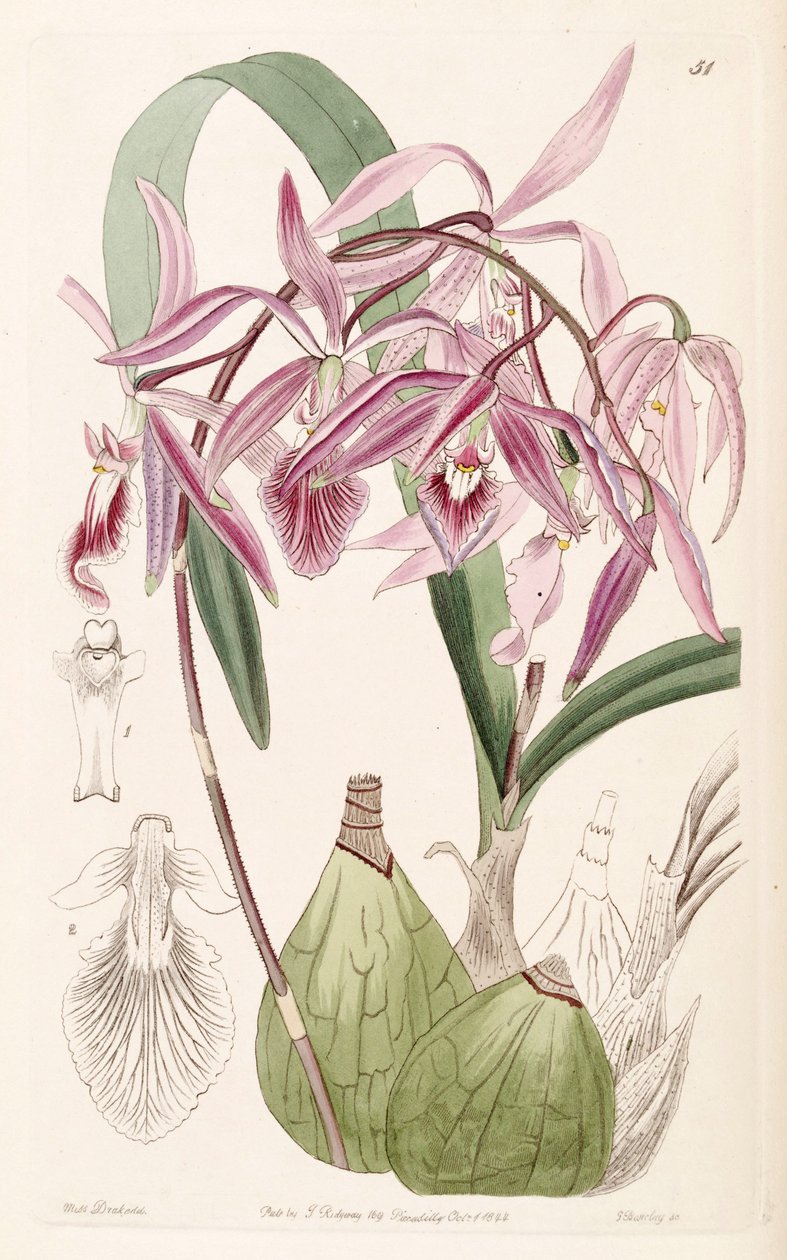 Encyclia adenocaula door Miss Drake
