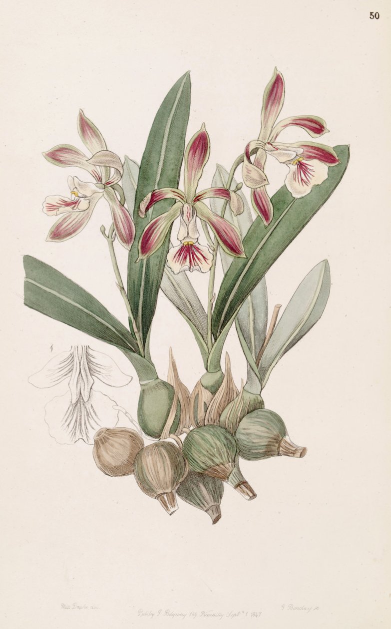 Encyclia pyriformis (als syn. Epidendrum pyriforme) door Miss Drake