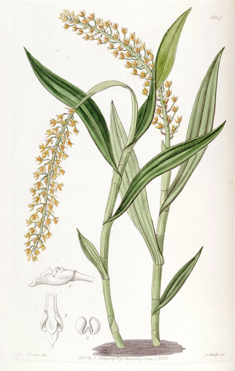 Epidendrum armeniacum door Miss Drake