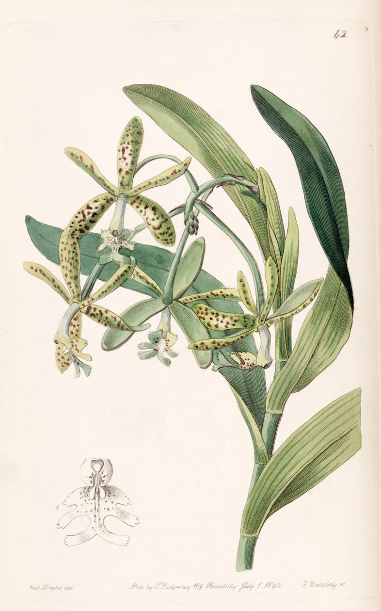Epidendrum cristatum (als syn. Epidendrum raniferum) door Miss Drake