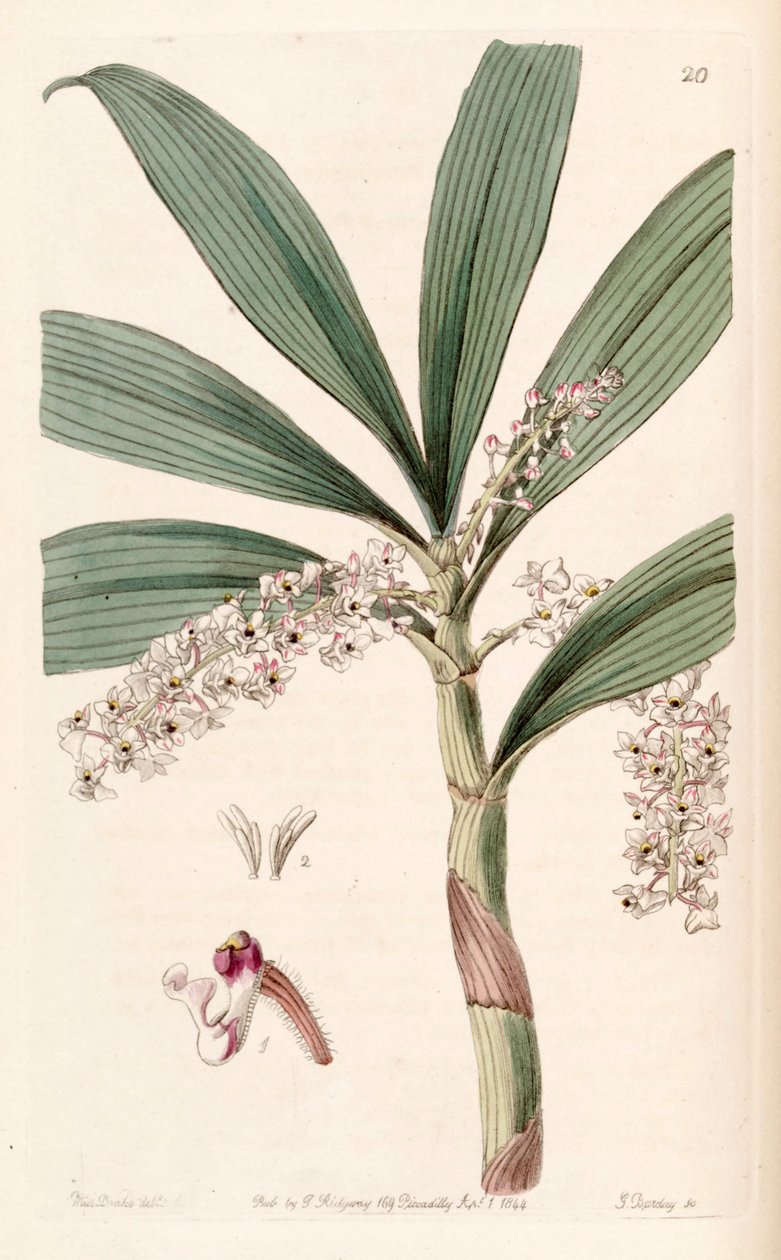 Eria floribunda door Miss Drake