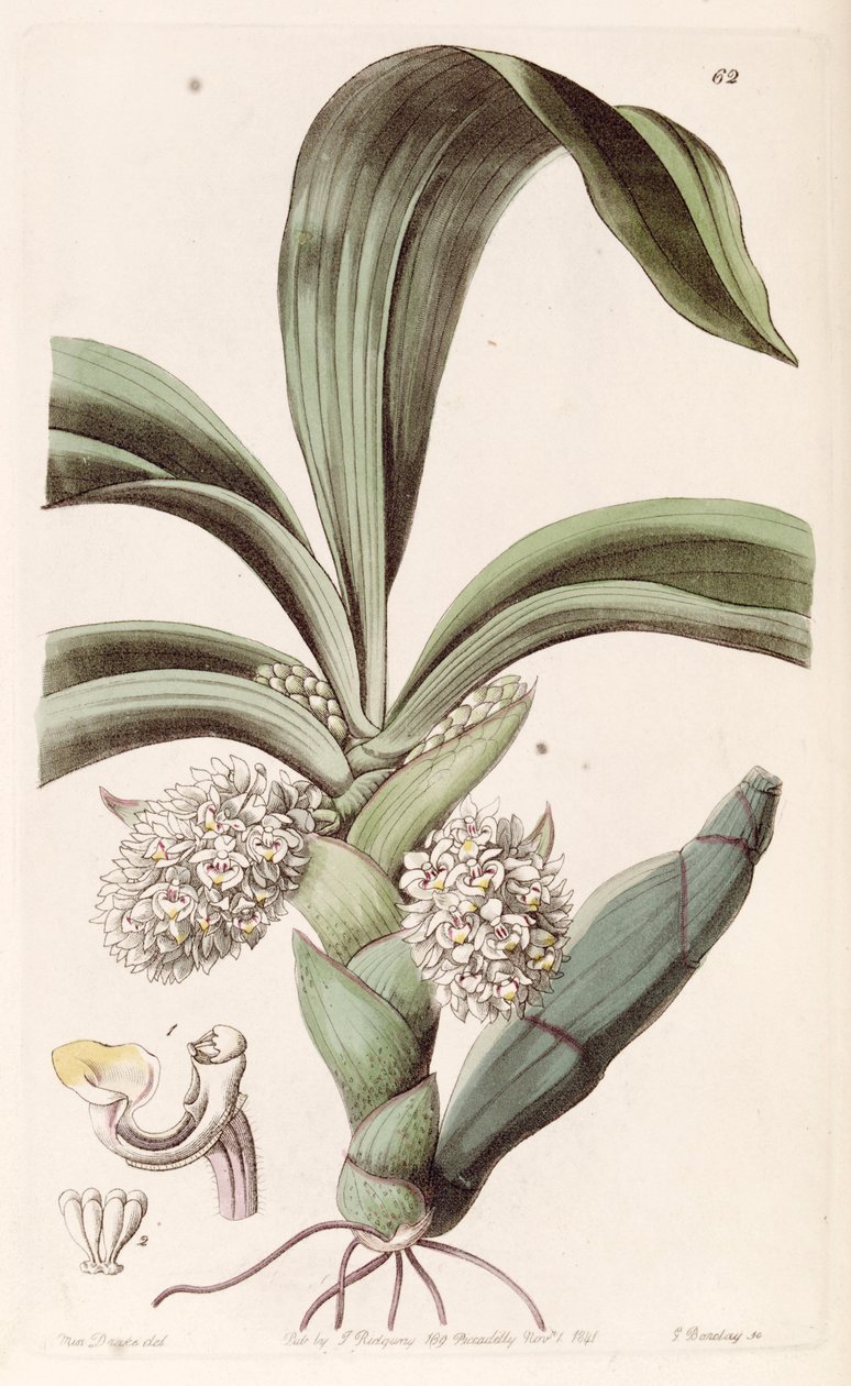 Eria spicata door Miss Drake