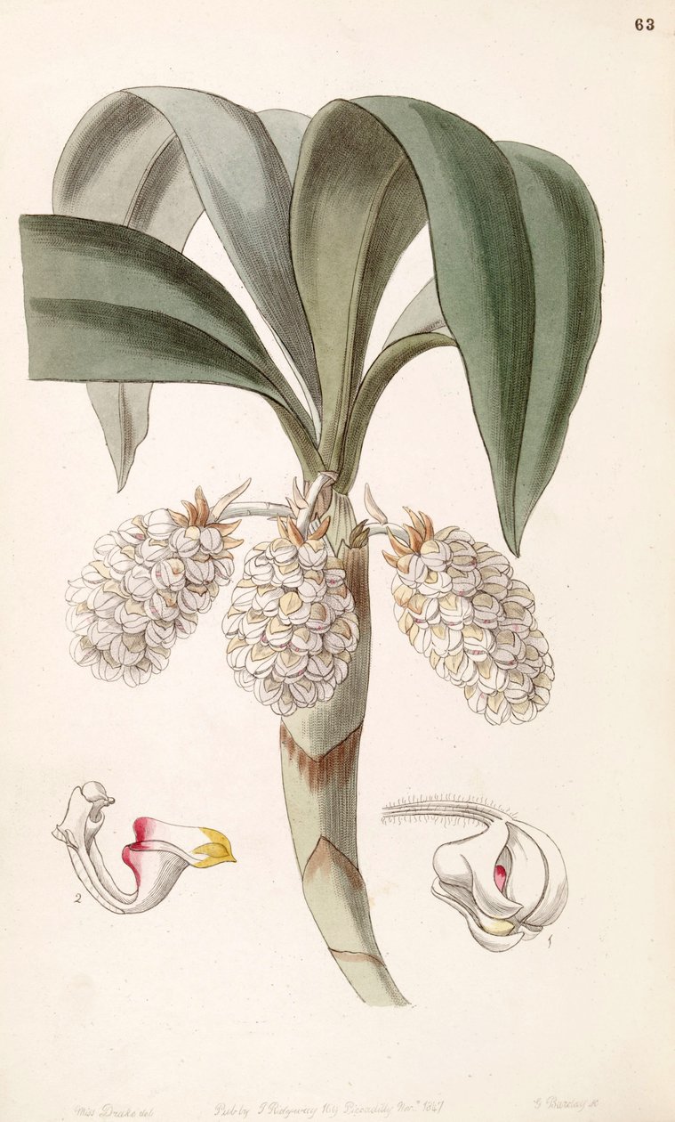 Eria spicata (als syn. Eria convallarioides) door Miss Drake
