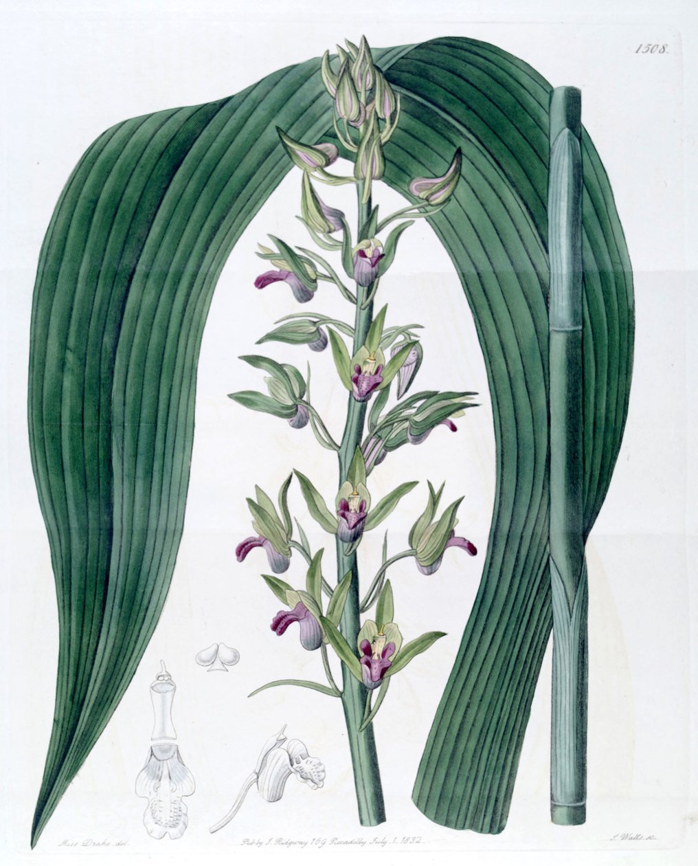 Eulophia alta (als syn. Cyrtopodium woodfordii) door Miss Drake