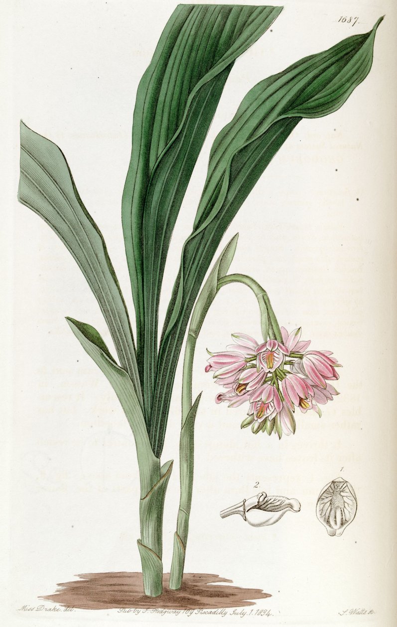 Geodorum densiflorum (als syn. Geodorum fucatum) door Miss Drake
