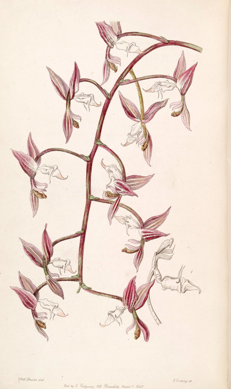Gongora aromatica (als syn. Gongora bufonia var. leucochila) door Miss Drake