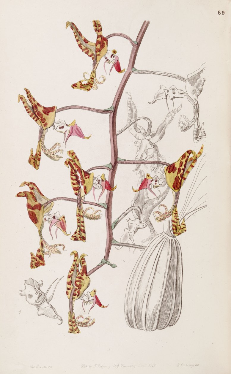 Gongora fulva (als syn. Gongora maculata var. tricolor) door Miss Drake