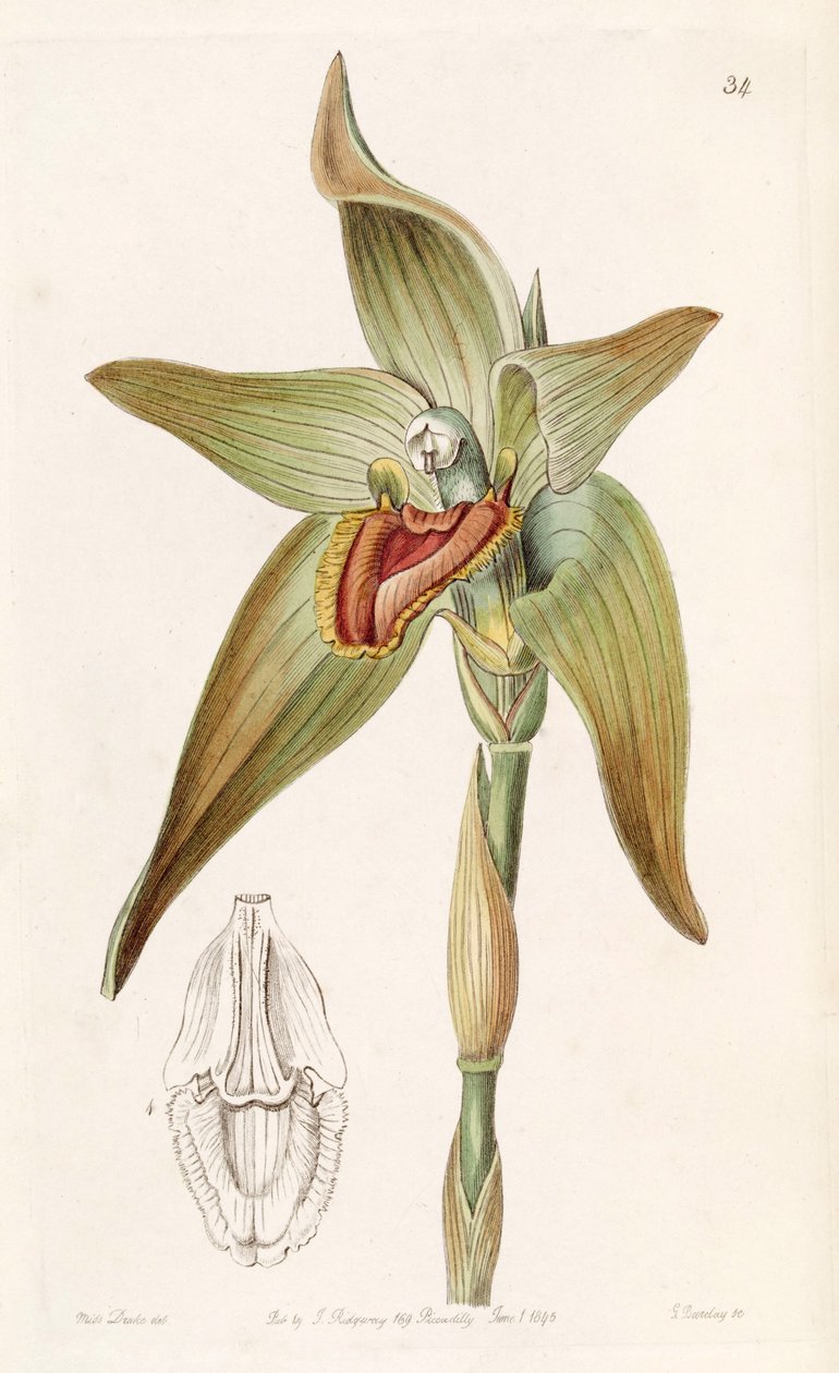 Ida gigantea of Sudamerlycaste gigantea door Miss Drake