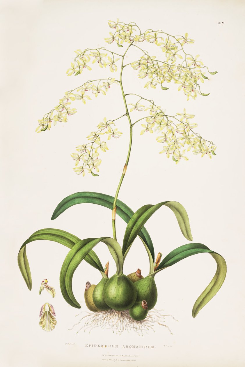 Illustratie van Encyclia incumbens (als syn. Epidendrum aromaticum) door Miss Drake