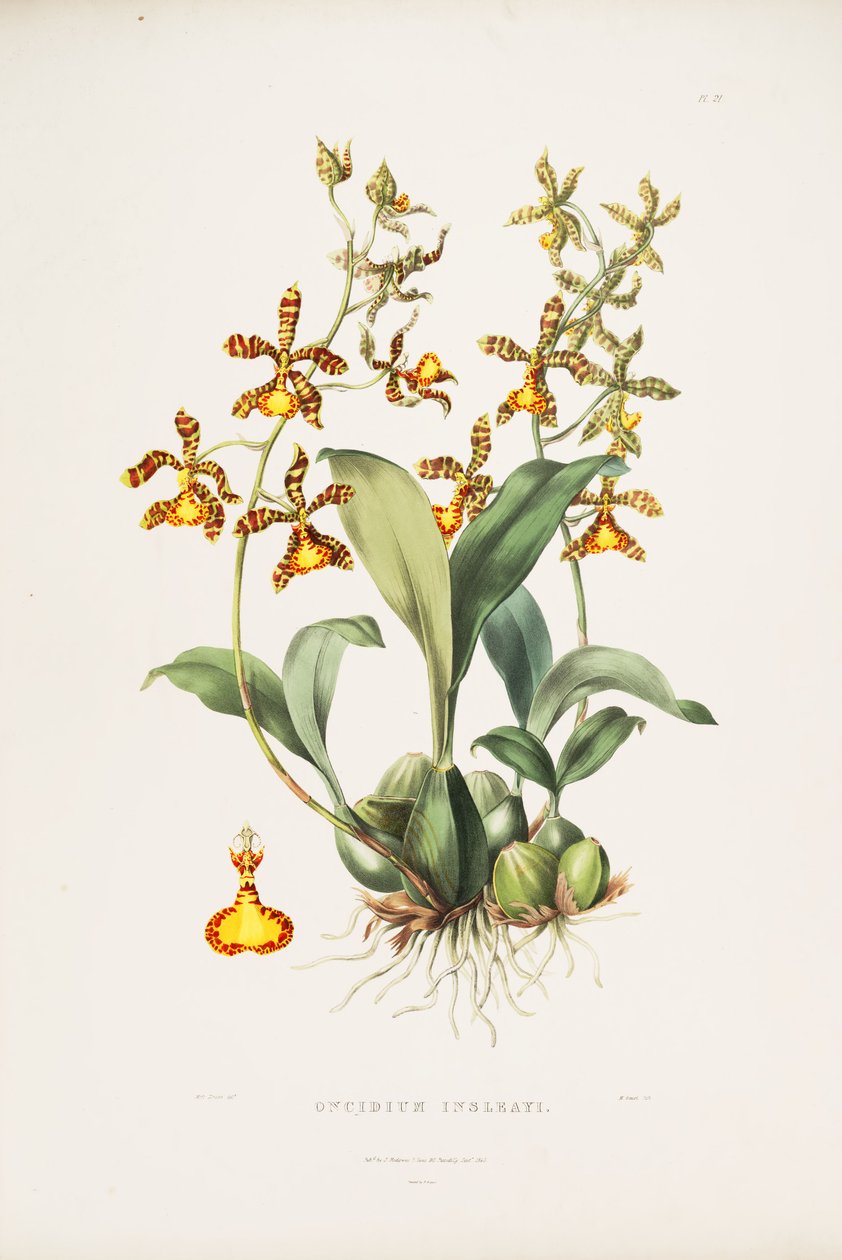 Illustratie van Rossioglossum insleayi (als syn. Oncidium insleayi) door Miss Drake